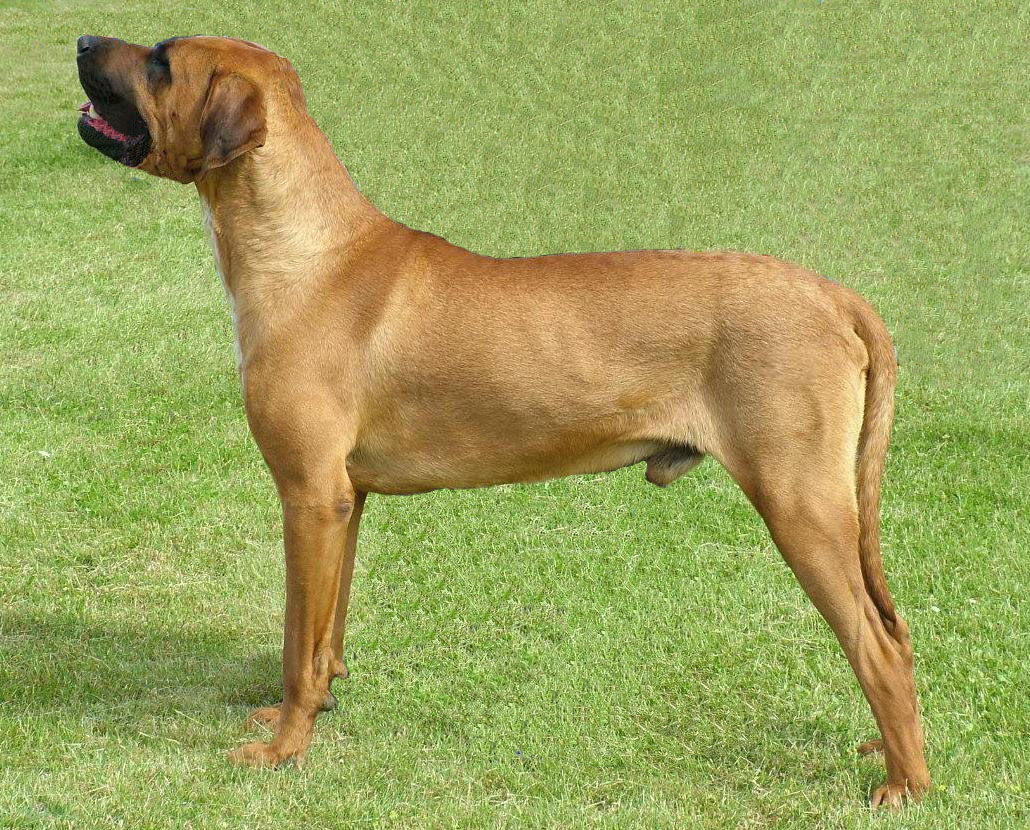 Photo of Tosa