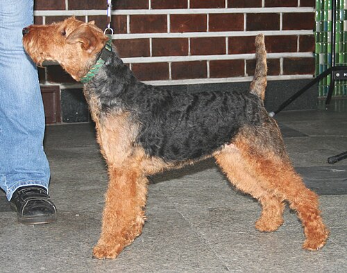 Photo of Welsh Terrier