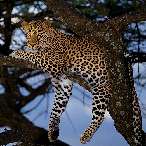 표범 사진