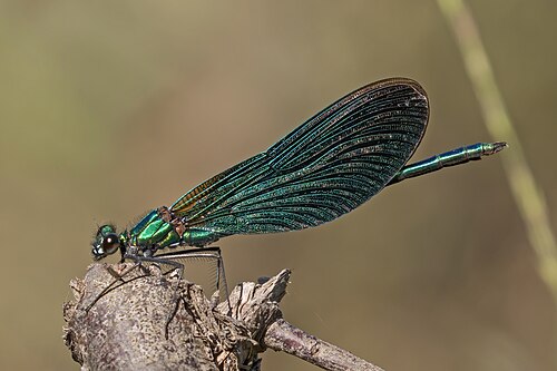 실잠자리 사진