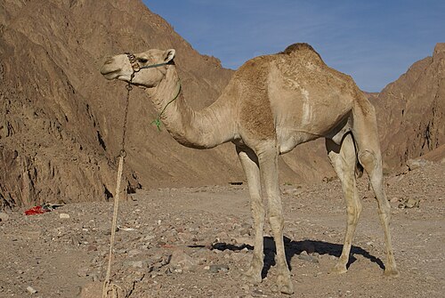 Photo of Camel