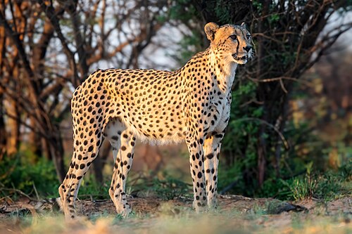 Photo of Cheetah