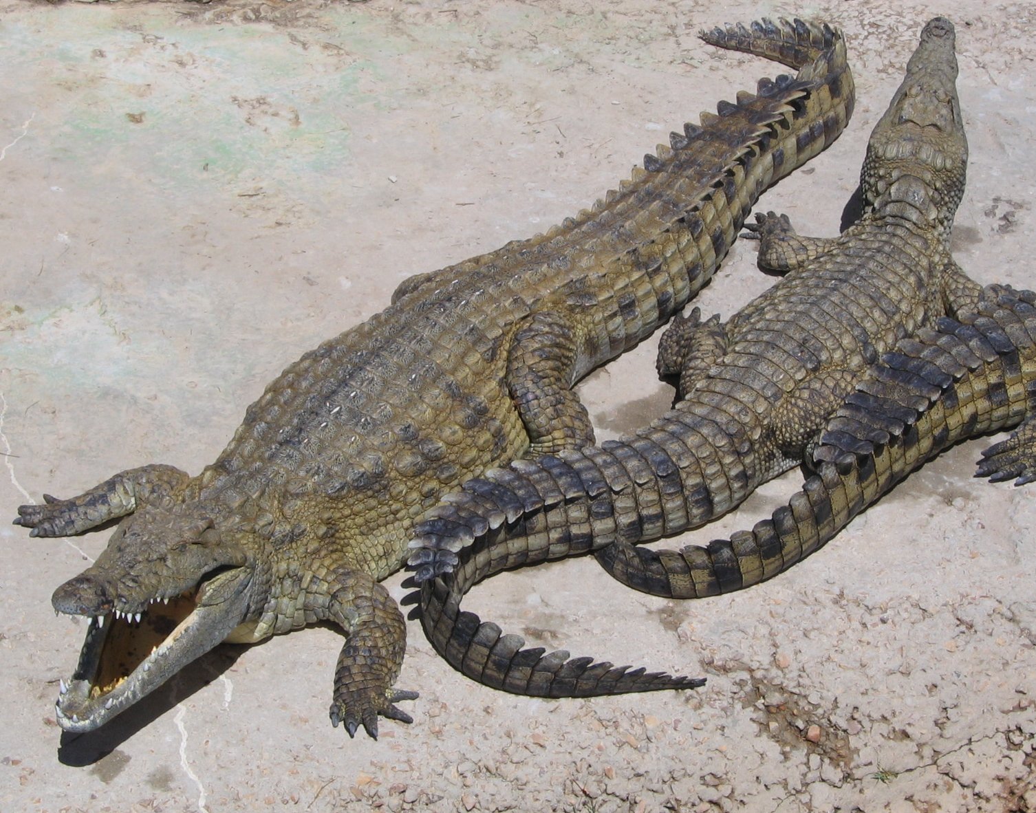 Photo of Crocodile