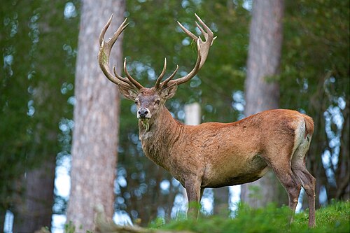 Photo of Deer