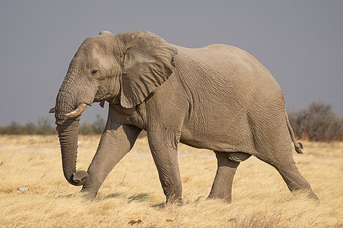 Photo of Elephant