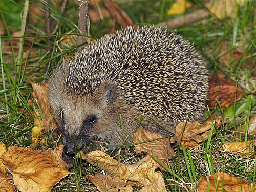 Photo of Hedgehog