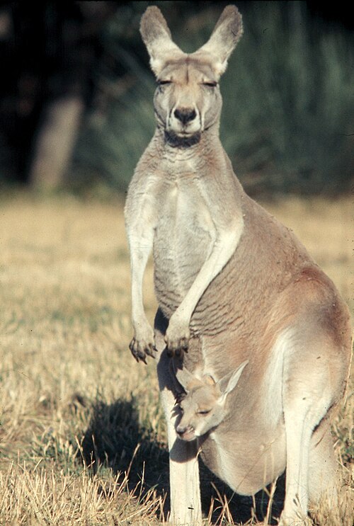 Photo of Kangaroo