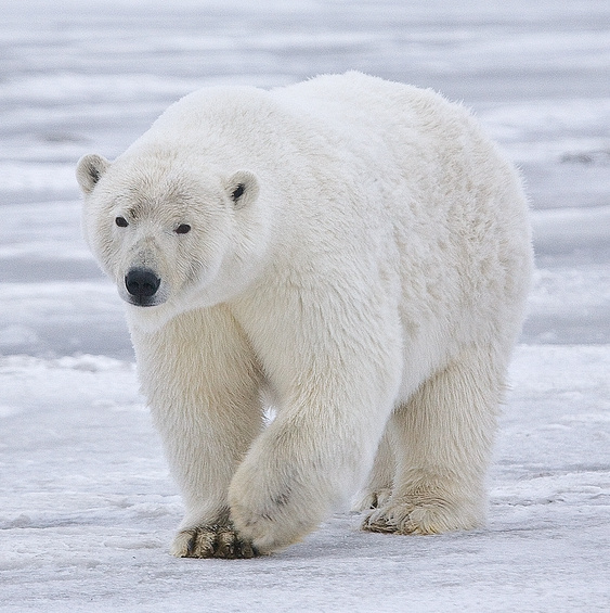 Photo of Polar bear
