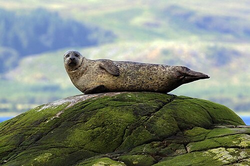 Photo of Seal