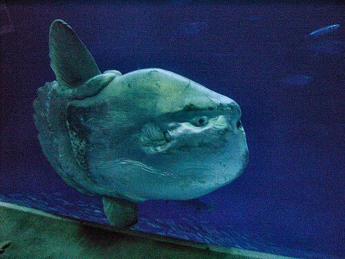 Photo of Ocean sunfish