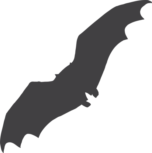 Photo of Bat