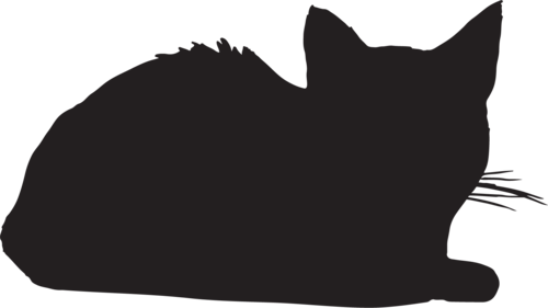 Photo of Cat