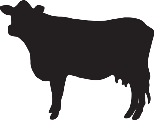 Photo of Cow