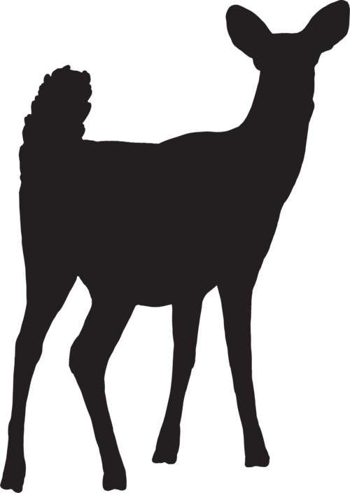 Photo of Deer