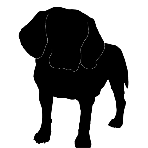 Photo of Dog