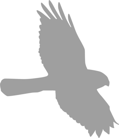Photo of Eagle