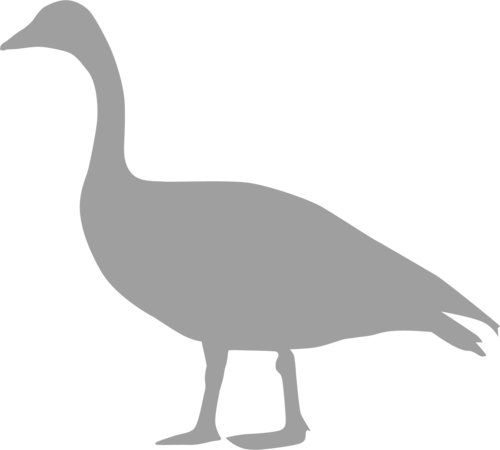 Photo of Goose