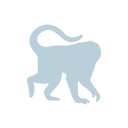 Photo of Monkey