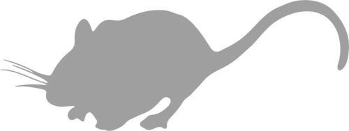 Photo of Mouse