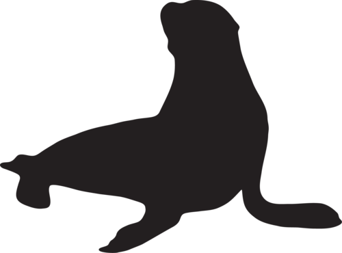 Photo of Sea Lion