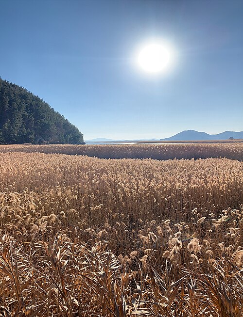 순천만 사진