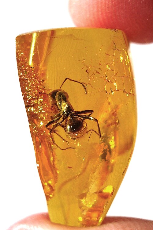 Photo of Amber