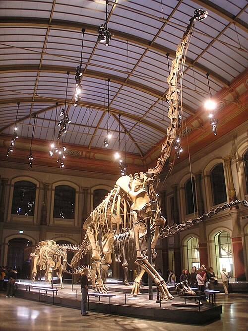 Photo of A dinosaur fossil