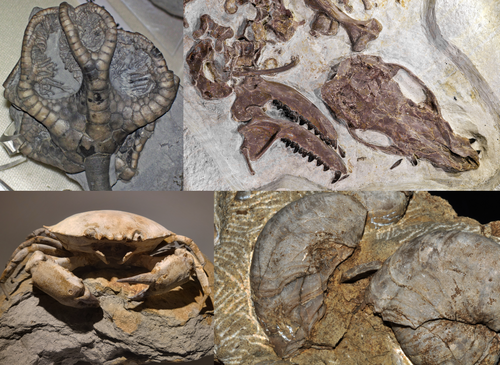 Photo of A fossil