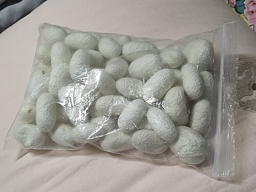 고치 사진
