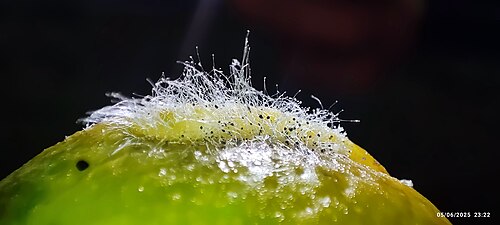 곰팡이 사진