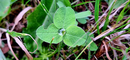 Photo of Dew