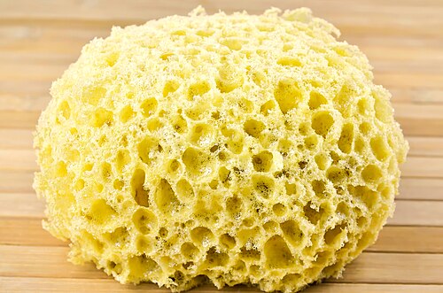 Photo of Sponge