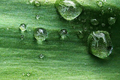 Photo of Water droplet